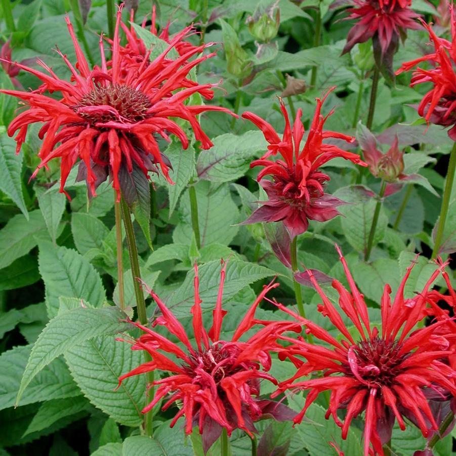 Monarda Didyma Jacob Cline - View 4 from www redcrocus com