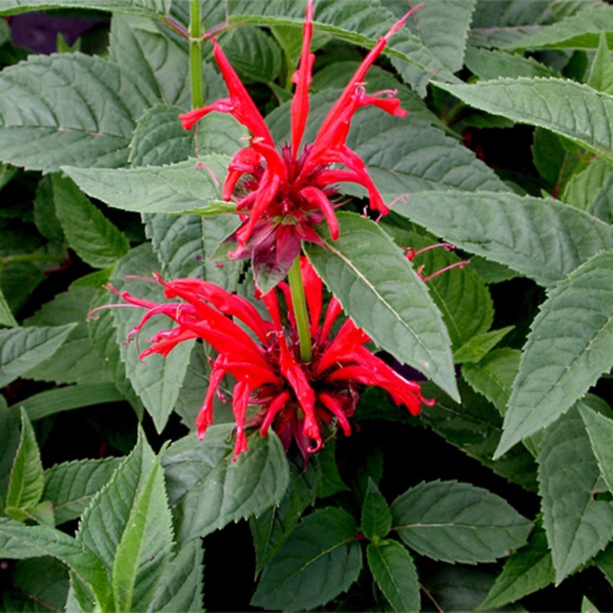 Monarda Didyma Jacob Cline - View 5 from www redcrocus com