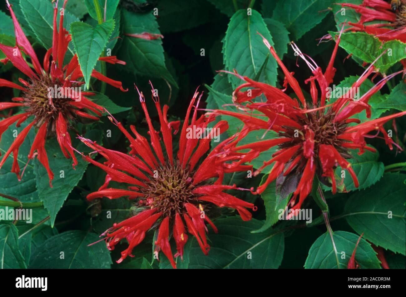 Monarda Didyma Jacob Cline - View 8 from www redcrocus com