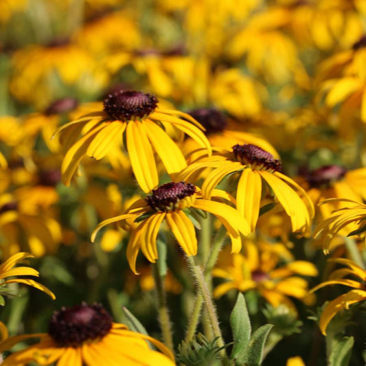 Rudbeckia Fulgida American Gold Rush - View 1 from www redcrocus com