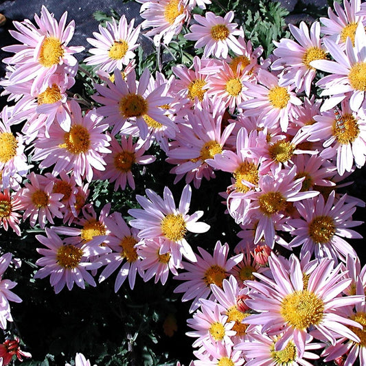 Dendranthema X Grandiflorum Hillside Sheffield Pink - View 1 from www redcrocus com