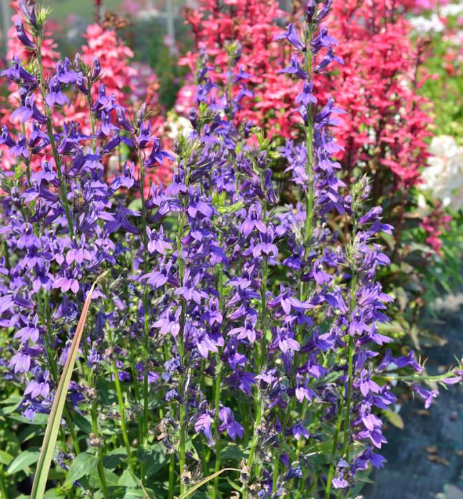 Lobelia Speciosa Starship Blue - View 19 from www redcrocus com