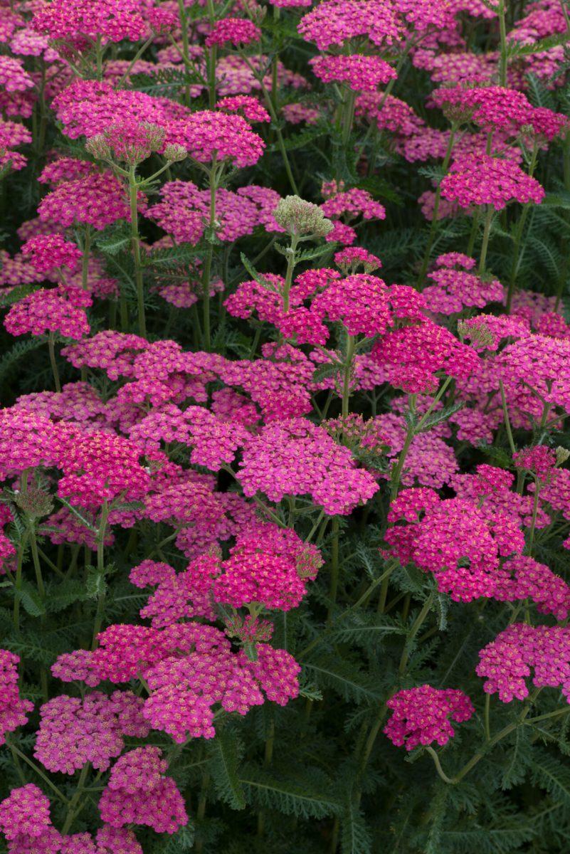 Achillea Millefolium New Vintage Rose - View 10 from www redcrocus com