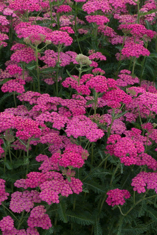 Achillea Millefolium New Vintage Rose - View 10 from www redcrocus com