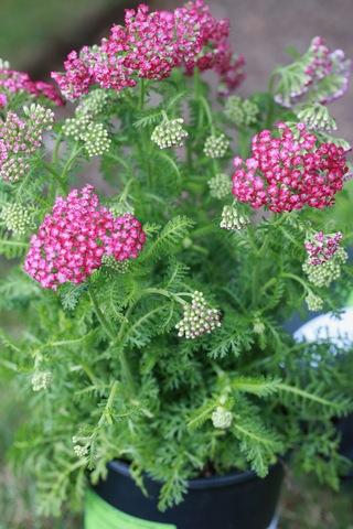 Achillea Millefolium New Vintage Rose - View 12 from www redcrocus com