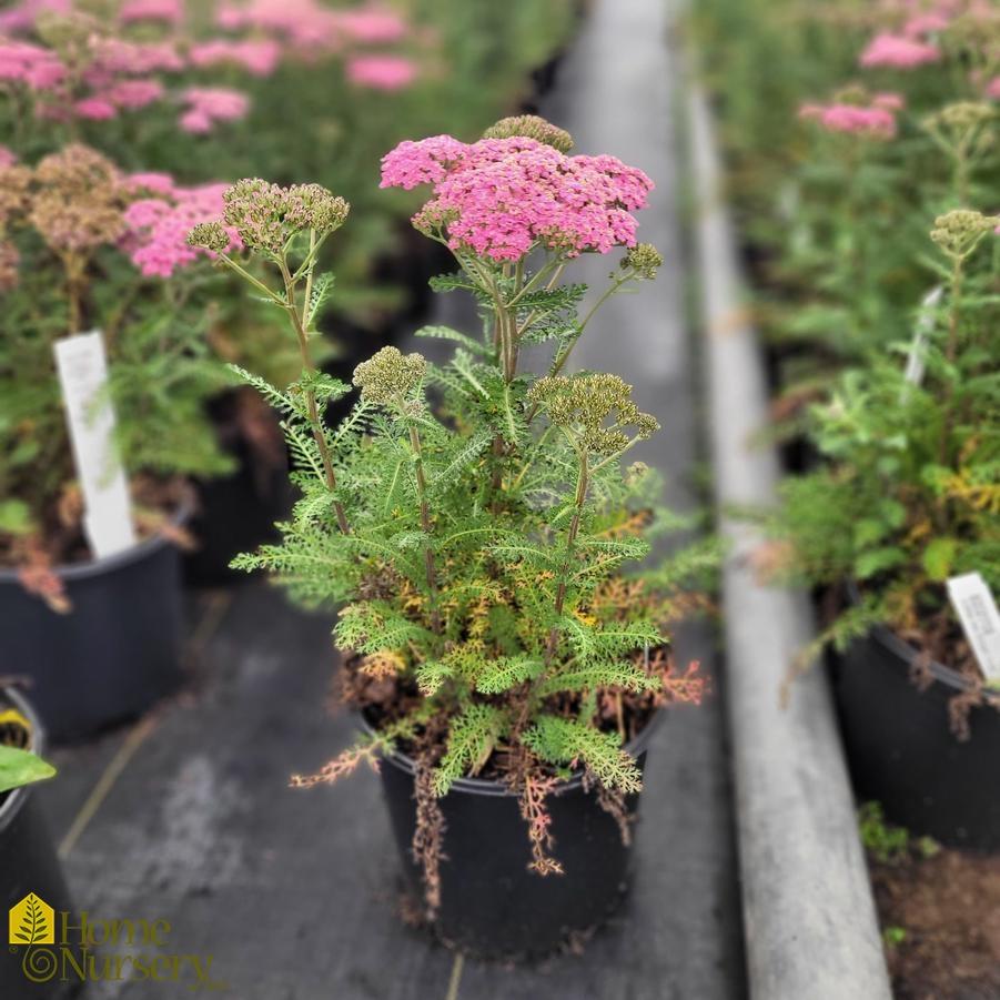 Achillea Millefolium New Vintage Rose - View 15 from www redcrocus com