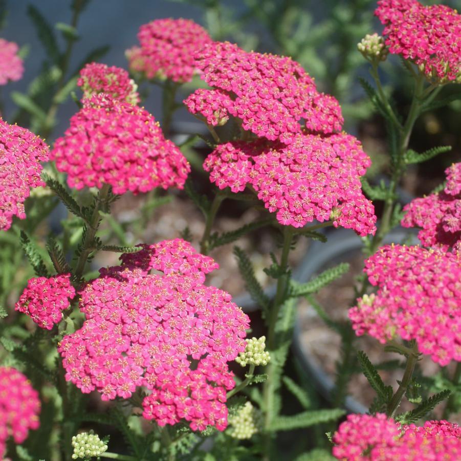 Achillea Millefolium New Vintage Rose - View 2 from www redcrocus com