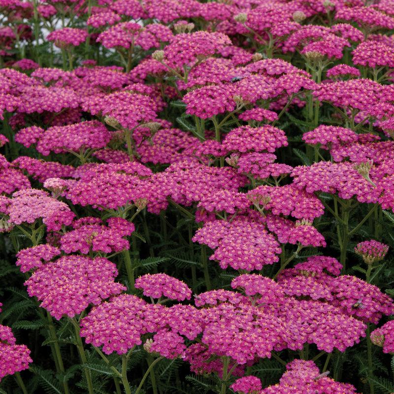 Achillea Millefolium New Vintage Rose - View 3 from www redcrocus com