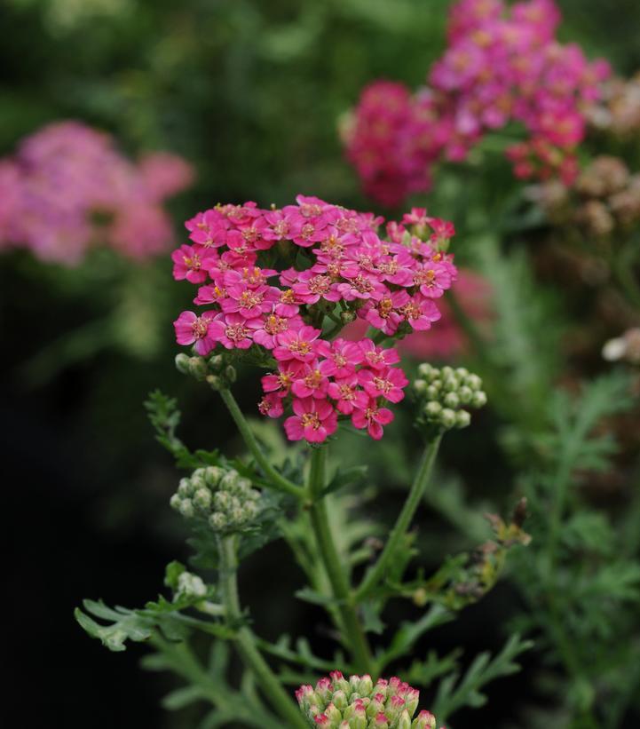Achillea Millefolium New Vintage Rose - View 4 from www redcrocus com