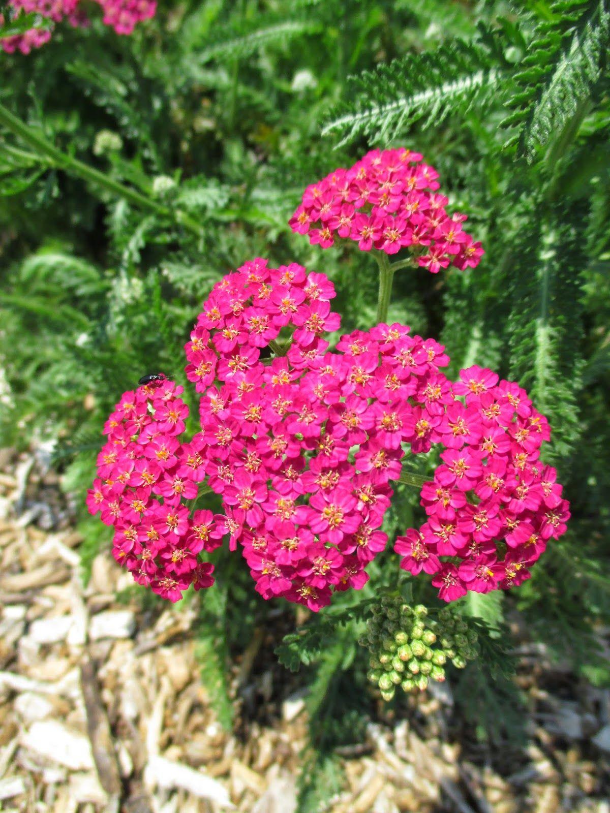 Achillea Millefolium New Vintage Rose - View 6 from www redcrocus com