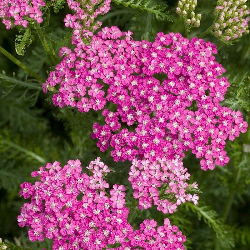 Achillea Millefolium New Vintage Rose - View 7 from www redcrocus com