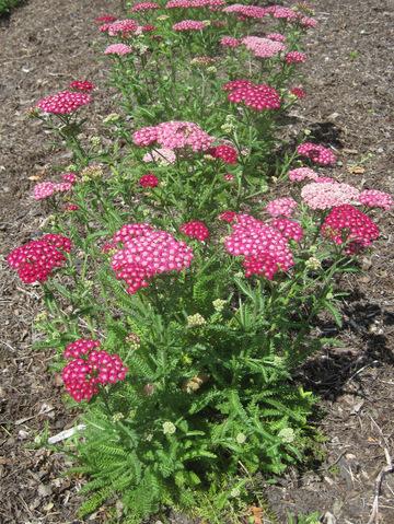 Achillea Millefolium New Vintage Violet - View 11 from www redcrocus com