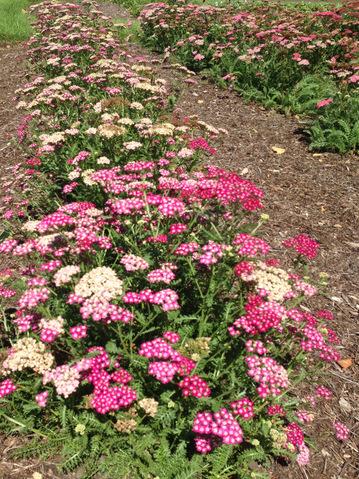 Achillea Millefolium New Vintage Violet - View 12 from www redcrocus com