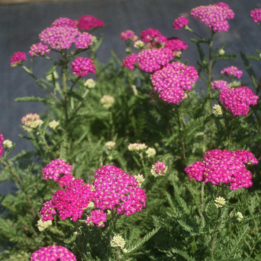 Achillea Millefolium New Vintage Violet - View 13 from www redcrocus com