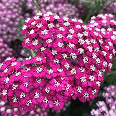 Achillea Millefolium New Vintage Violet - View 15 from www redcrocus com