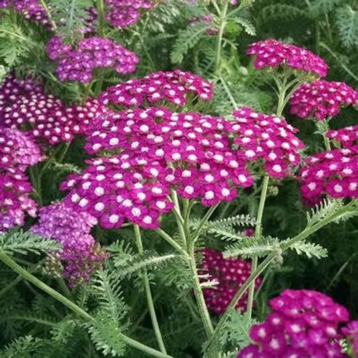 Achillea Millefolium New Vintage Violet - View 17 from www redcrocus com