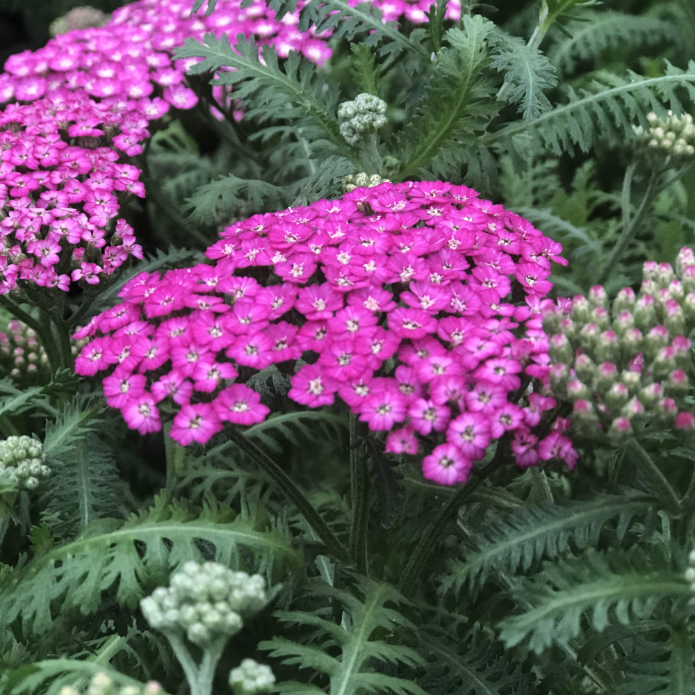 Achillea Millefolium New Vintage Violet - View 18 from www redcrocus com