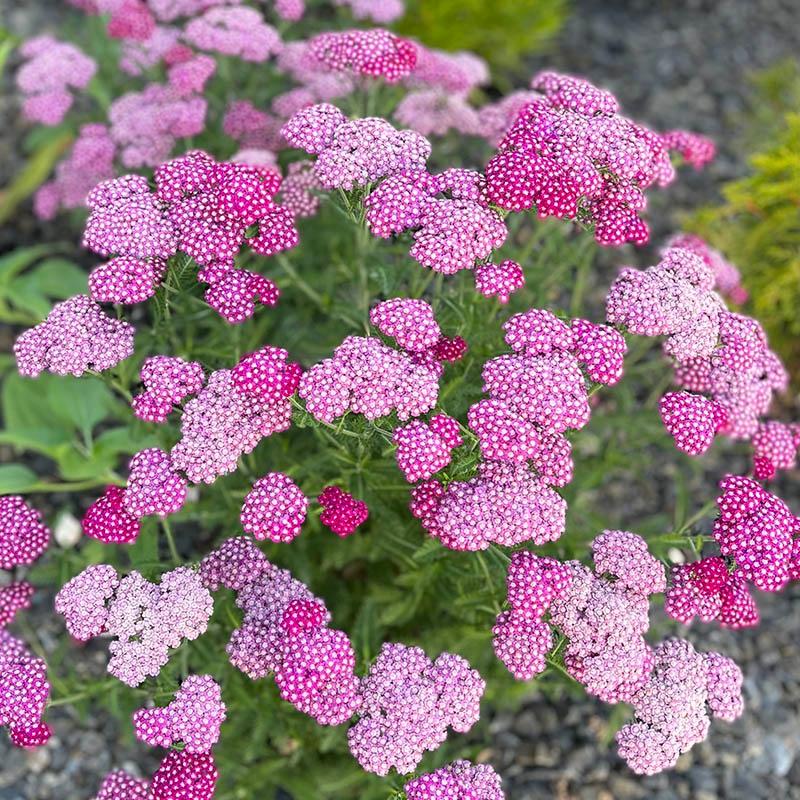 Achillea Millefolium New Vintage Violet - View 19 from www redcrocus com