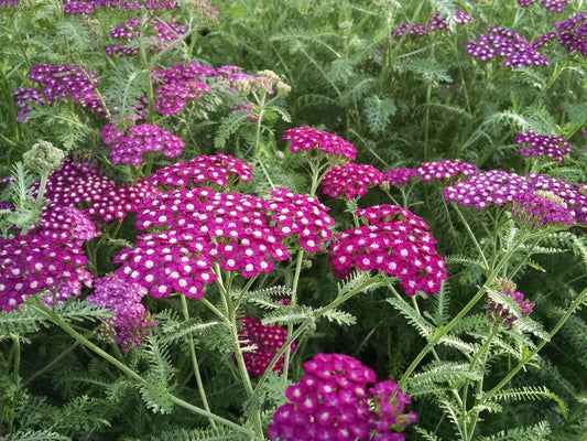 Achillea Millefolium New Vintage Violet - View 1 from www redcrocus com