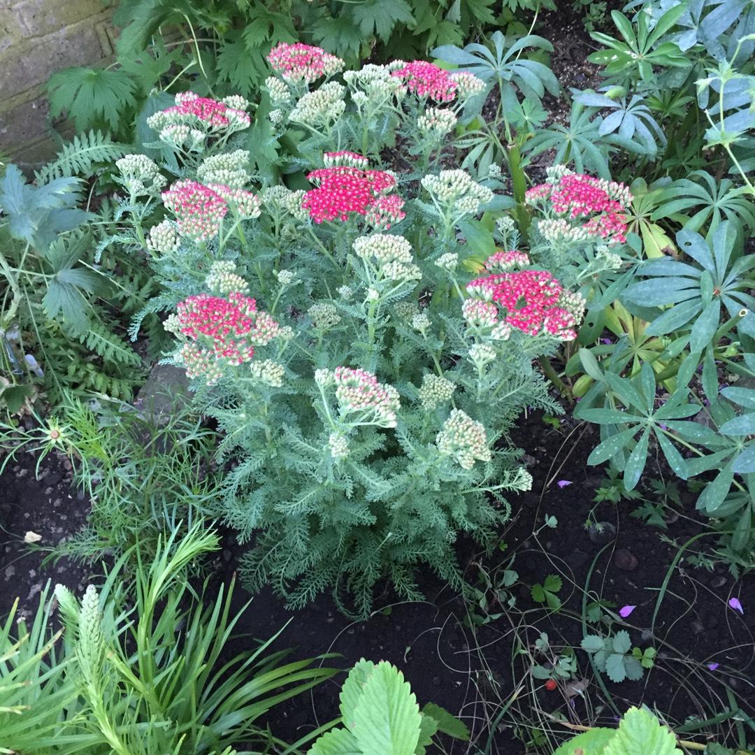 Achillea Millefolium New Vintage Violet - View 5 from www redcrocus com