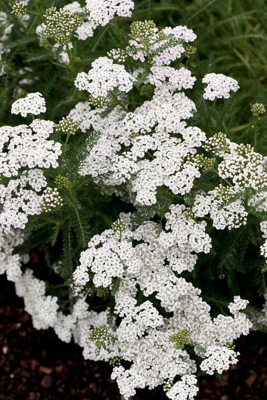 Achillea Millefolium New Vintage White - View 10 from www redcrocus com