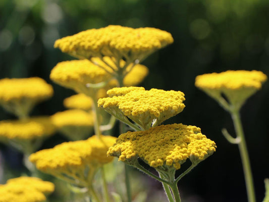 Achillea Filipendulina X Coronation Gold - View 10 from www redcrocus com