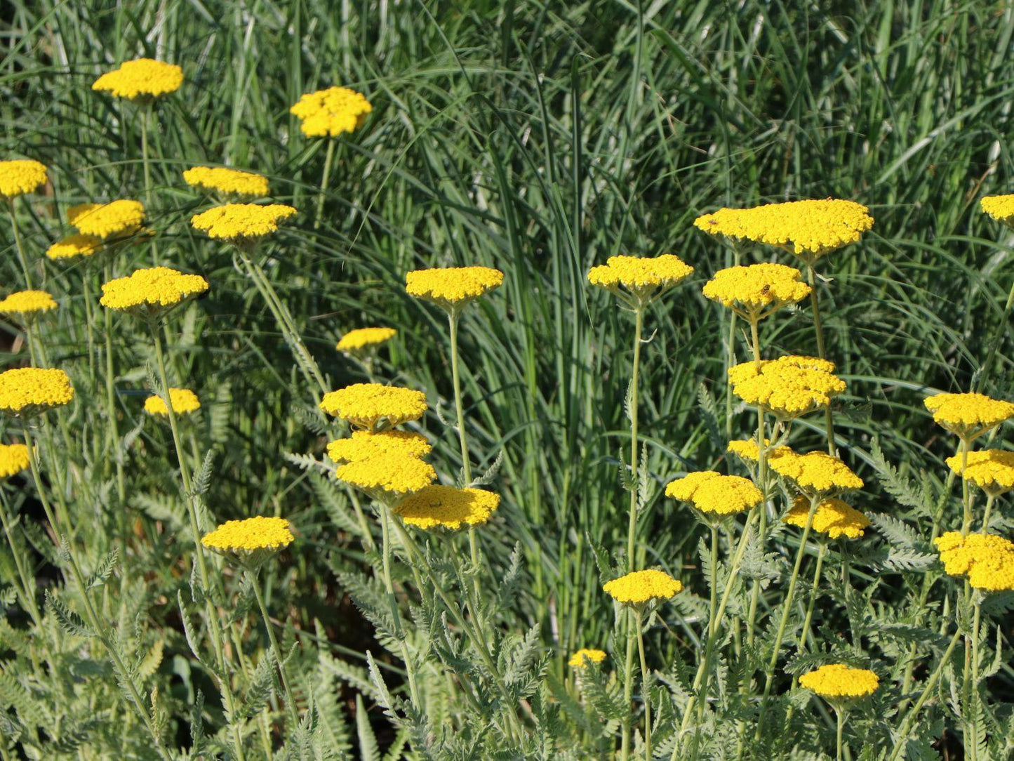 Achillea Filipendulina X Coronation Gold - View 11 from www redcrocus com
