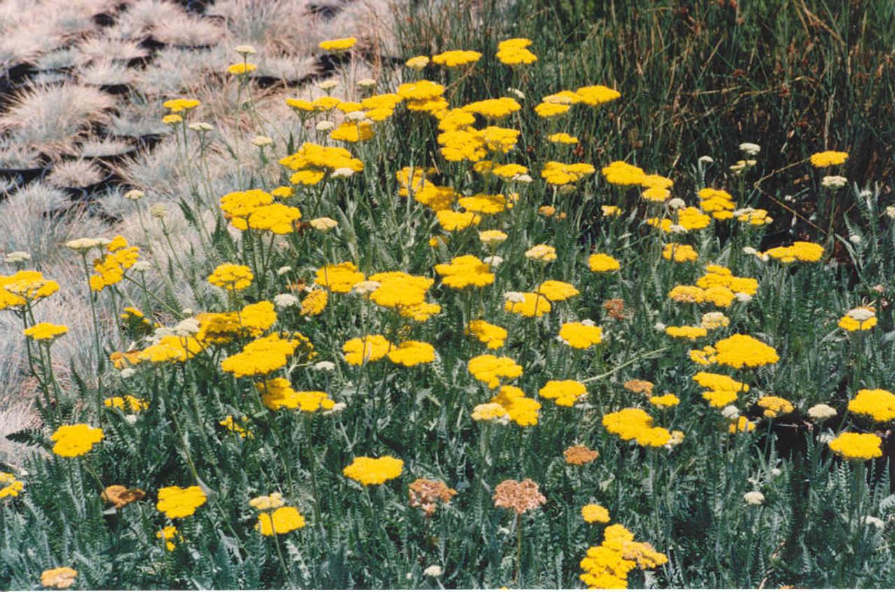 Achillea Filipendulina X Coronation Gold - View 12 from www redcrocus com