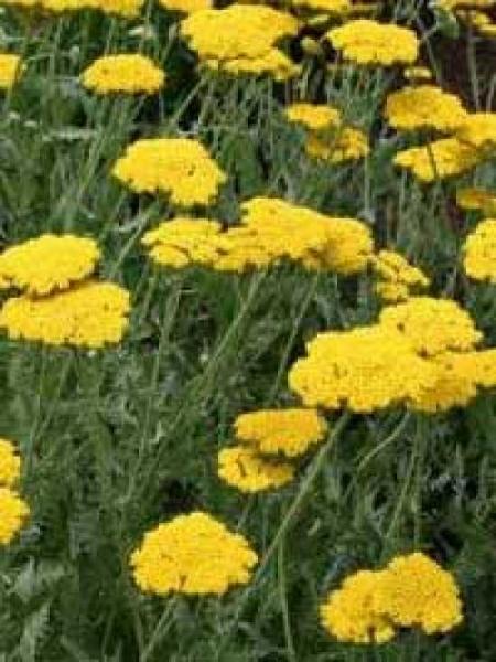 Achillea Filipendulina X Coronation Gold - View 14 from www redcrocus com