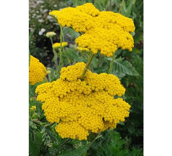 Achillea Filipendulina X Coronation Gold - View 15 from www redcrocus com