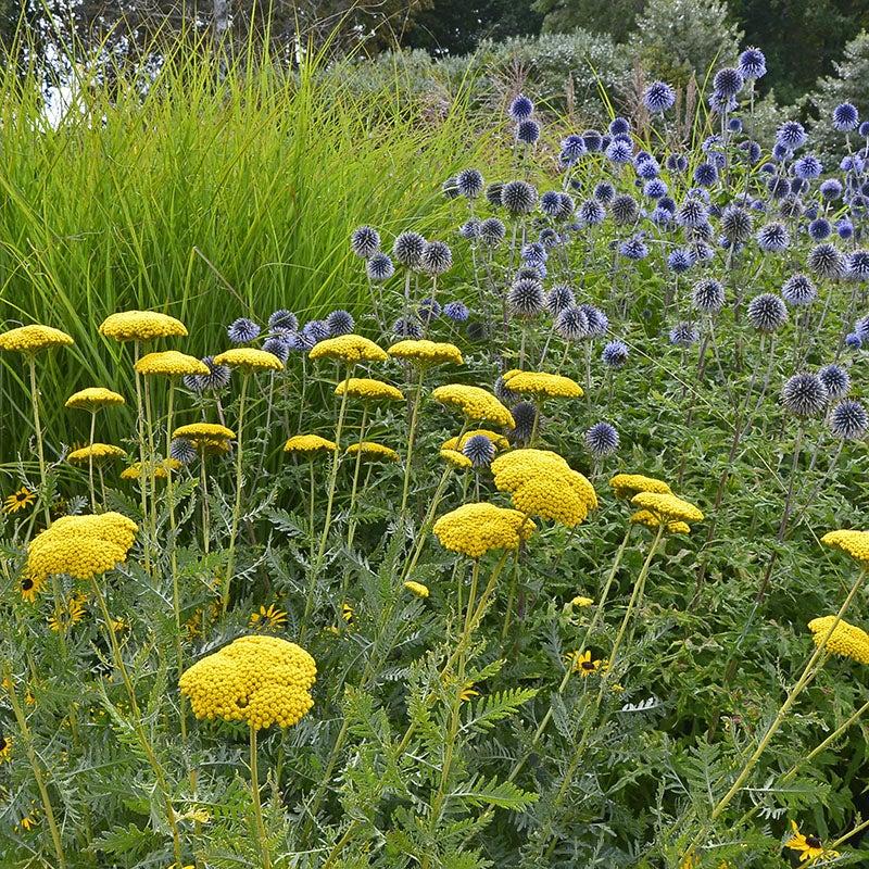 Achillea Filipendulina X Coronation Gold - View 17 from www redcrocus com