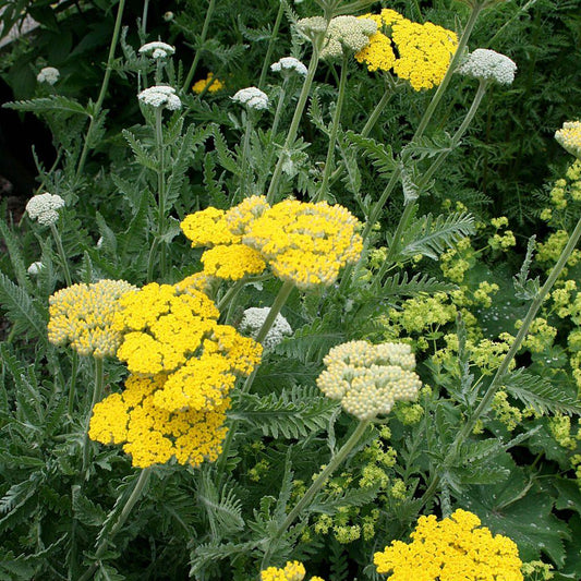 Achillea Filipendulina X Coronation Gold - View 1 from www redcrocus com