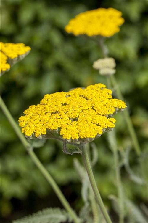 Achillea Filipendulina X Coronation Gold - View 4 from www redcrocus com