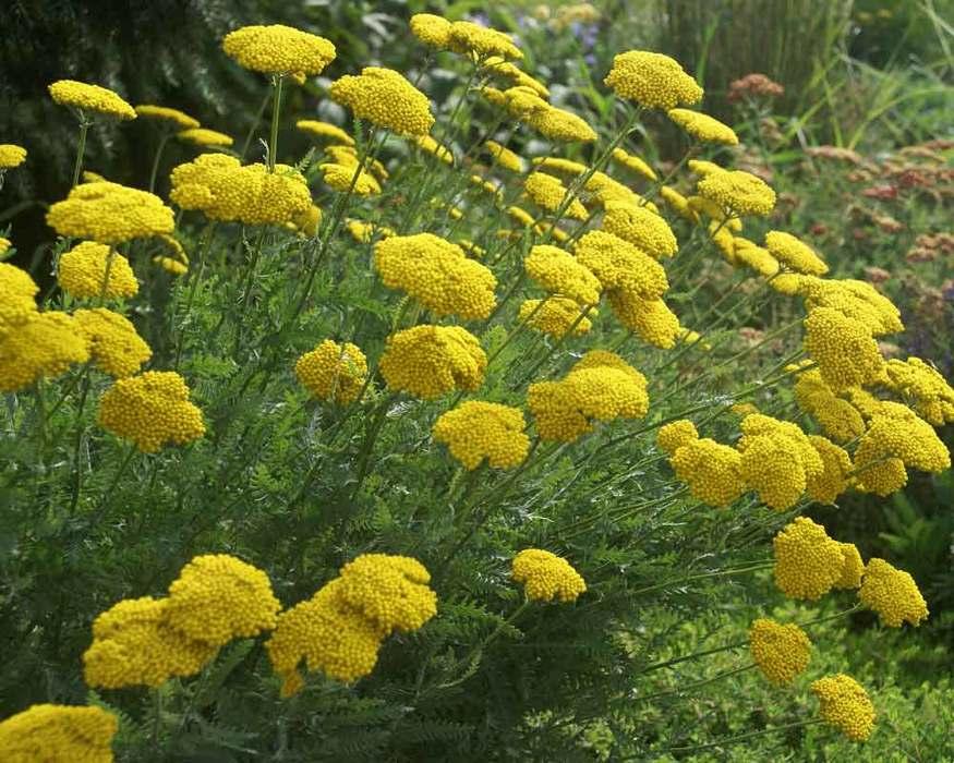 Achillea Filipendulina X Coronation Gold - View 8 from www redcrocus com