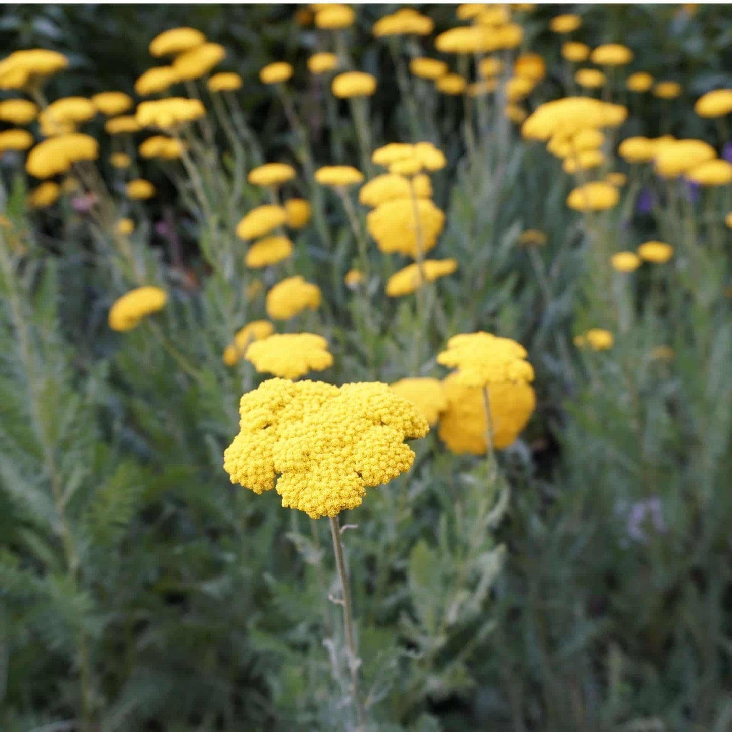 Achillea Filipendulina X Coronation Gold - View 9 from www redcrocus com