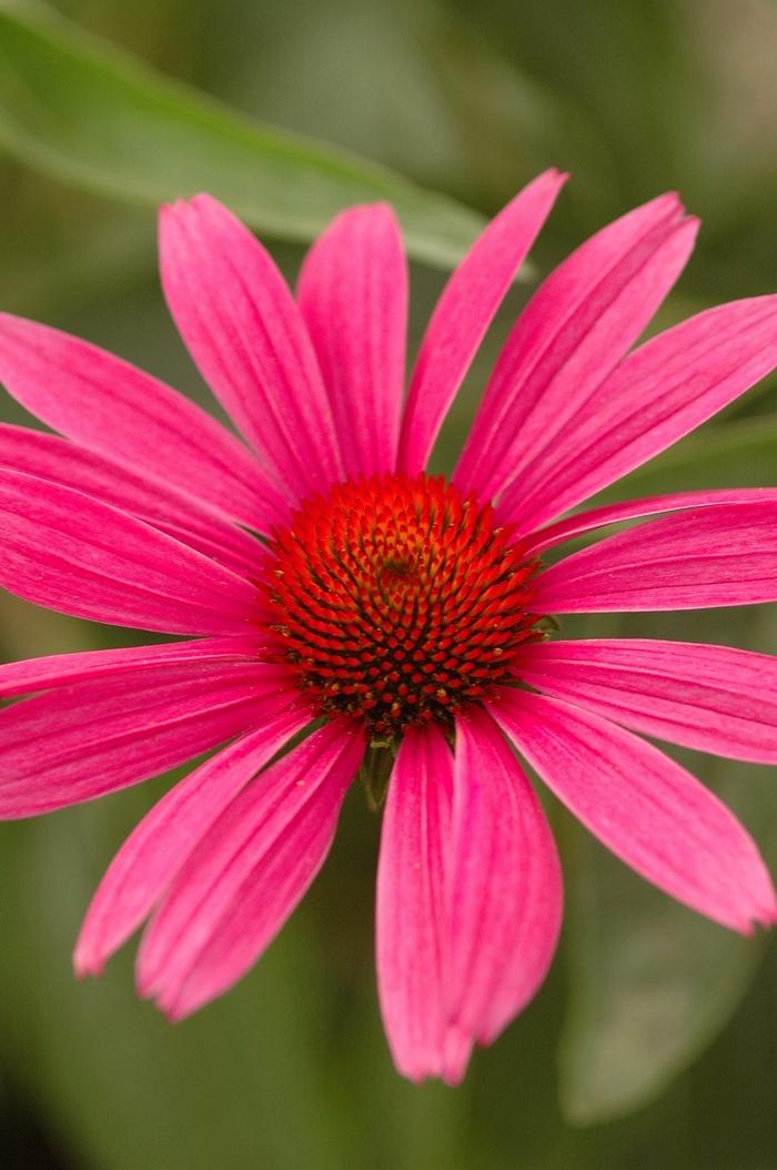Echinacea Purpurea Ruby Star - View 10 from www redcrocus com