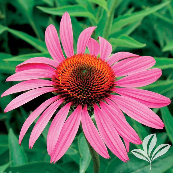 Echinacea Purpurea Ruby Star - View 18 from www redcrocus com