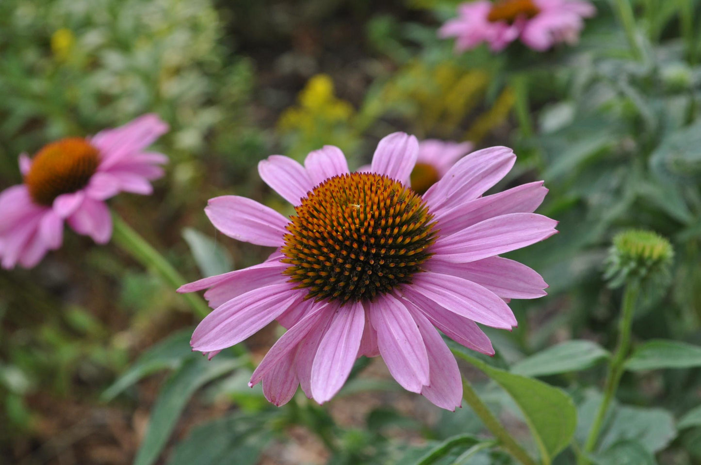 Echinacea Purpurea Ruby Star - View 19 from www redcrocus com