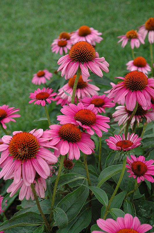 Echinacea Purpurea Ruby Star - View 1 from www redcrocus com