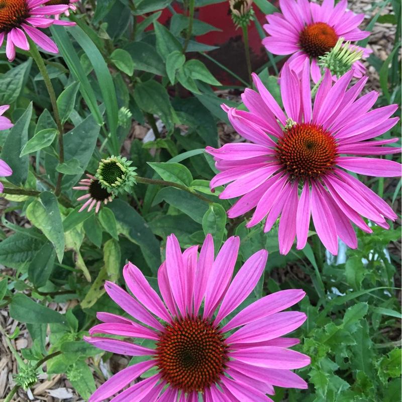 Echinacea Purpurea Ruby Star - View 20 from www redcrocus com