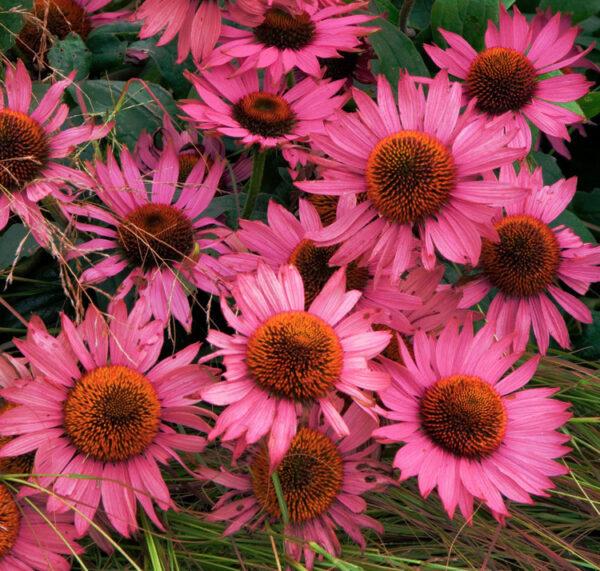Echinacea Purpurea Ruby Star - View 2 from www redcrocus com