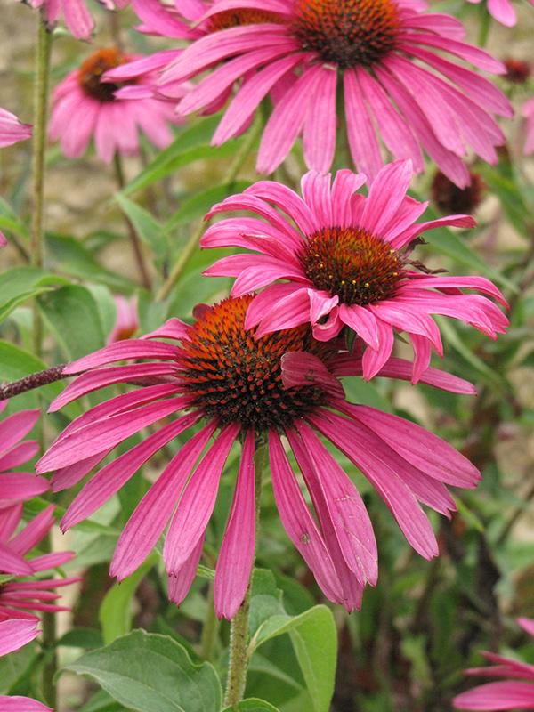 Echinacea Purpurea Ruby Star - View 6 from www redcrocus com