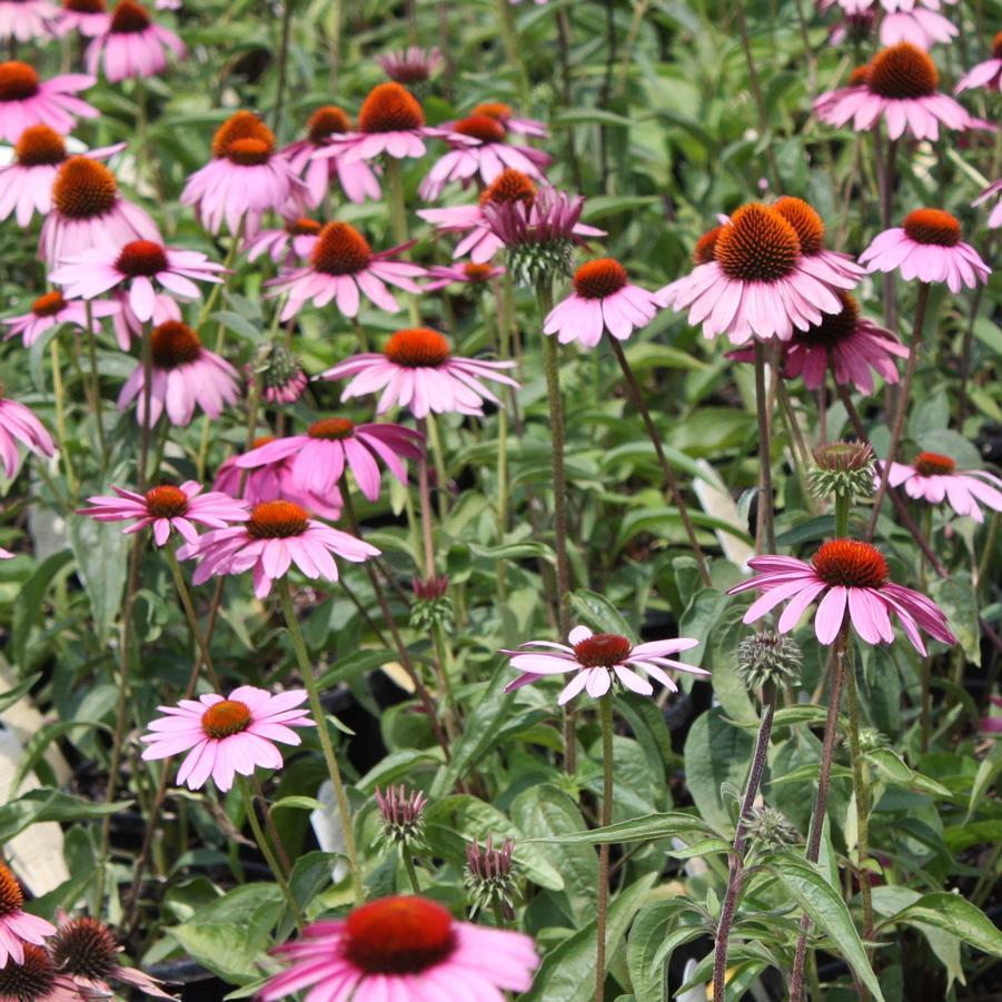 Echinacea Purpurea Ruby Star - View 7 from www redcrocus com
