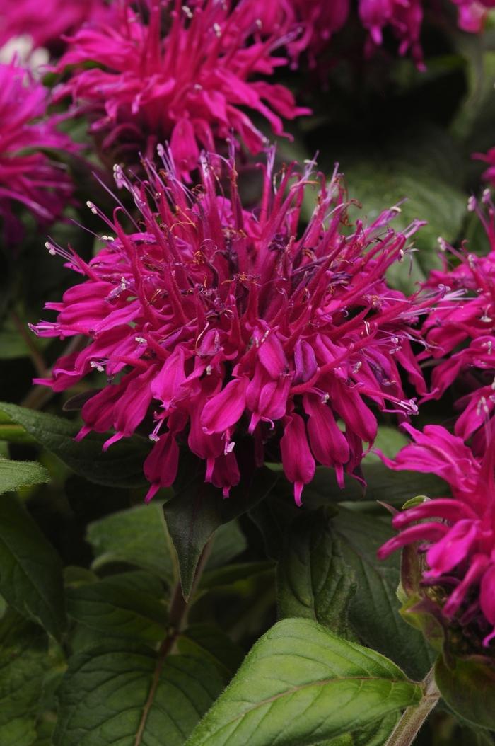 Monarda Didyma Balmy Lilac - View 10 from www redcrocus com