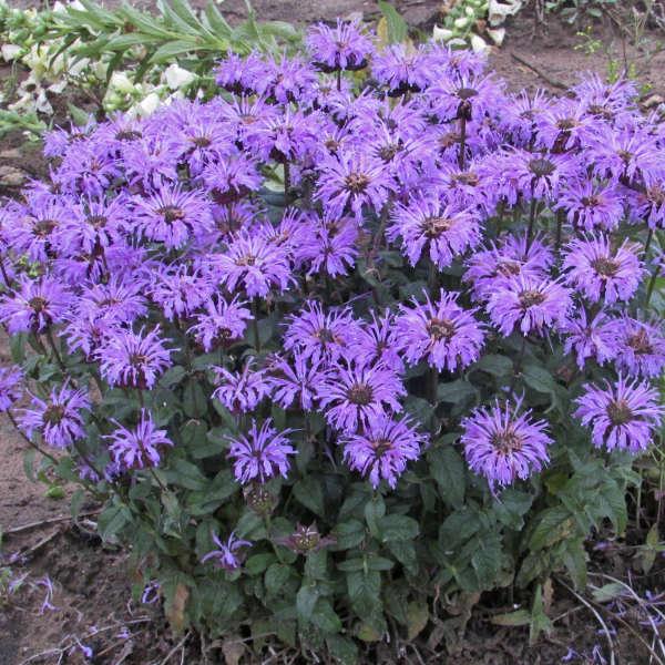 Monarda Didyma Balmy Lilac - View 12 from www redcrocus com