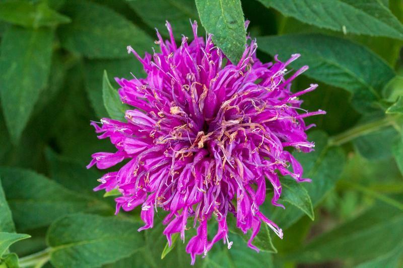 Monarda Didyma Balmy Lilac - View 14 from www redcrocus com