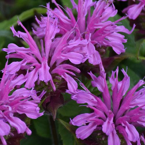 Monarda Didyma Balmy Lilac - View 15 from www redcrocus com