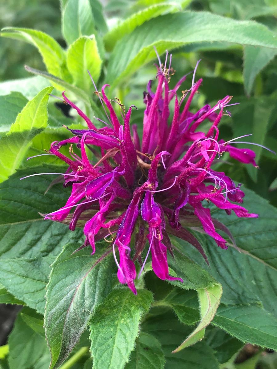 Monarda Didyma Balmy Lilac - View 16 from www redcrocus com