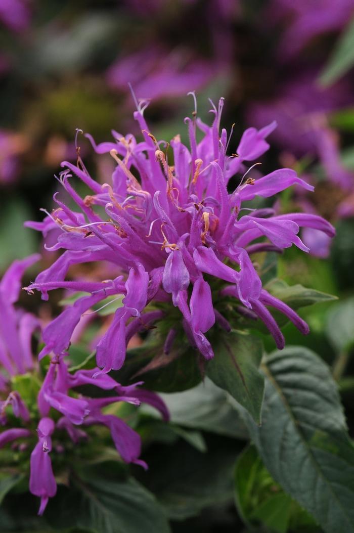Monarda Didyma Balmy Lilac - View 2 from www redcrocus com