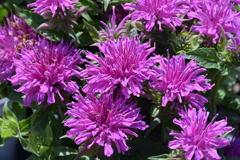 Monarda Didyma Balmy Lilac - View 3 from www redcrocus com